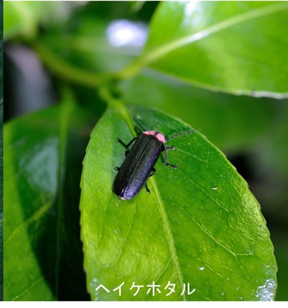 ヘイケボタル