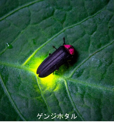ゲンジボタル